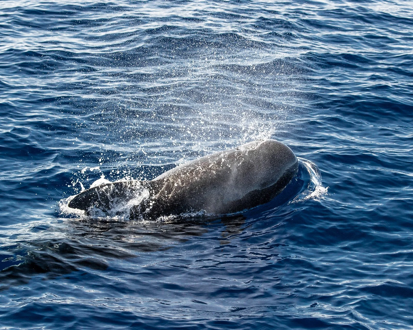 Kona Whale Watching and Night Manta Tour Information | Hawaiian